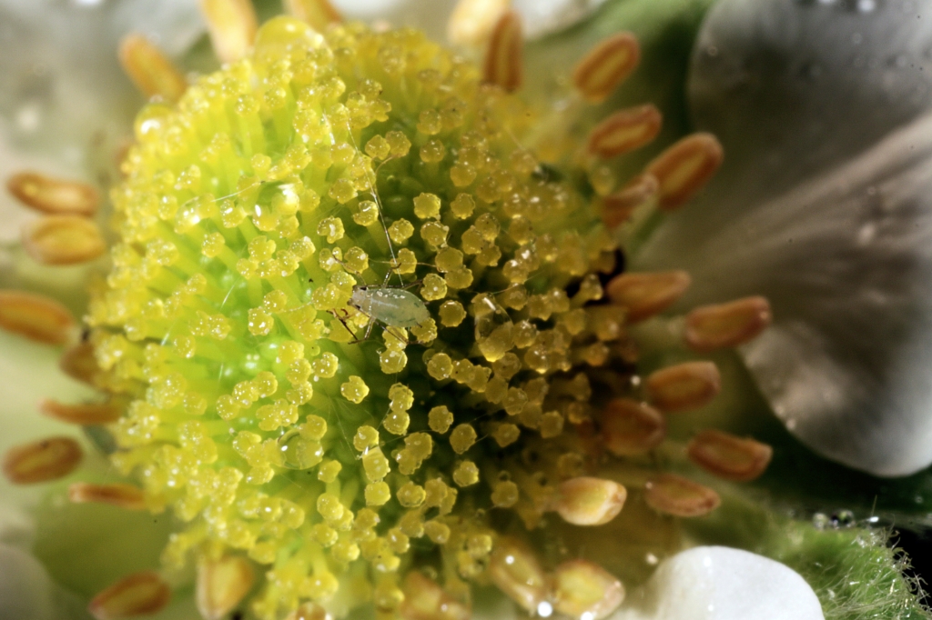 Staubgefäße der Erdbeerblüte.jpg - Staubgefäße der Erdbeerblüte mit Laus